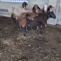 گوسفند آبستن سنگین ۵ راس