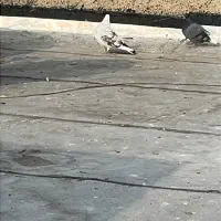 کبوترگم  شده حدودا2ماه شماره تلفن توپاشه