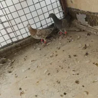 یک جفت هفت رنگ آث|پرنده|محمدیه-قزوین, |دیوار