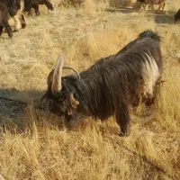 دوبر اصل|حیوانات مزرعه|صمصامی, |دیوار