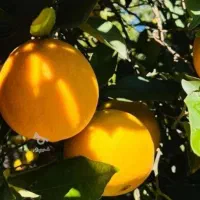 پرتقال تامسون شیرین آبدار