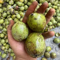 گردو