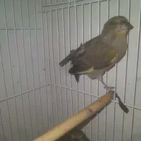 سره|پرنده|خمینیشهر, |دیوار