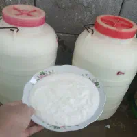 دوغ گوسفندی برای ترخینه در حال غلیظ شدن وسفت شدن