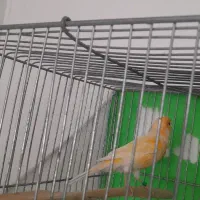 نر سرخ شلاقی|پرنده|مشهد, شهرک مهر آباد|دیوار