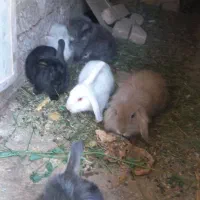 خرگوش لوپ اصل