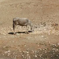 یک راس الاغ