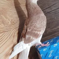 کبوتر جنگنده . رنگی.شمرونی ساعتی   زیر قیمت|پرنده|بومهن, |دیوار