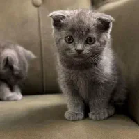 بیرتیش اسکاتیش/بلو دبل فلد/۲ماهه اصیل/آپارتمانی|گربه|فردیس, شهرک ناز|دیوار