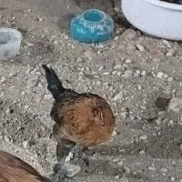 مرغ تخمگذار و جوجه محلی اصل