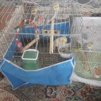 عروس هلندی نر حرف زن|پرنده|سامان, |دیوار