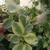 کادو روز زن|گل و گیاه طبیعی|گلبهار, شهر جدید گلبهار|دیوار