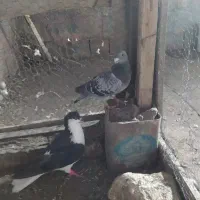 دوتا گرفتنی پرشی