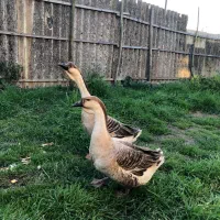 قوغاز اکراینی اصیل