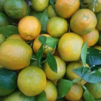 حدود 3تن نارنج خوب درشت رنگ اومده