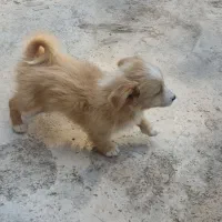 توله 2ماهه|سگ|ساوه, |دیوار