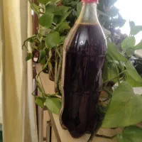 شیره انگور امسالی درجه یک خانگی|خوردنی و آشامیدنی|مشهد, الهیه|دیوار