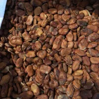 باقلا بوجار شده و بذری پارساله قیمت توافقی