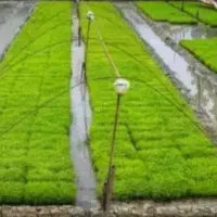 فروش ویژه و تحویل فوری نشا برنج( توم)