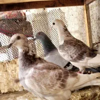 کبوتر آلمانی  رنگه