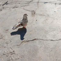 کبوتر  تهرانی
