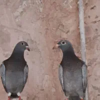 سبزوار کفتر