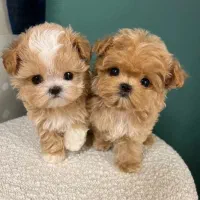 پودل جیبی مالتیز جیبی