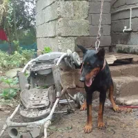 ۲ سگ نگهبان