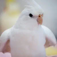 ۲ عدد عروس هلندی نژاد آلبینو و لوتینو