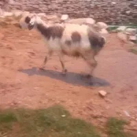 شیشک|حیوانات مزرعه|مسجد سلیمان, |دیوار