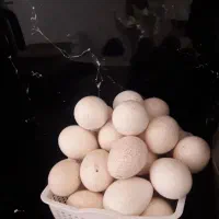 فروش تخم بوقلمون