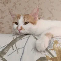 گمشده در خیابان درزاده، همراه مژدگانی|حیوانات|ایرانشهر, |دیوار