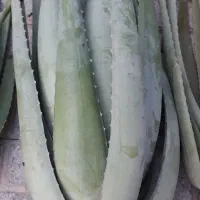 فروش آلوئه ورا کلی و جزئی