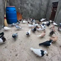 کبوتر رنگی|پرنده|مشهد, آیت الله خامنه‌ای|دیوار