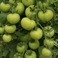 فروش گلخانه|فروش دفتر صنعتی، کشاورزی، تجاری|اشکذر, |دیوار