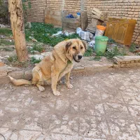 واگذاری سگ