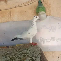 هومر