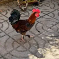 فروش فوری خروس محلی