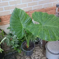 گل و گیاه زیبا|گل و گیاه طبیعی|بندر ترکمن, |دیوار