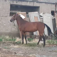 مادیان ترکمن