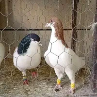 کبوتر