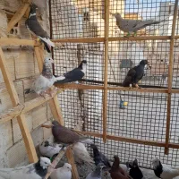 ۲۲۵|پرنده|تاکستان, |دیوار