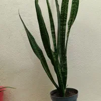 سانسوریا بلند شمشیری