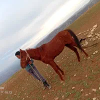 سلام  اسب لر 5سال 8 ماه