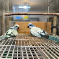 جفت راهب و گرینچیک مشکدار|پرنده|رشت, منظریه|دیوار