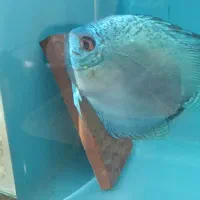 جفت دیسکس مولد|ماهی|اردبیل, |دیوار