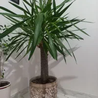 گل یوکا تنه دار