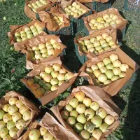 سیب کوهپایه|خوردنی و آشامیدنی|سیلوانه, |دیوار