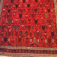 قالی درحد نو|فرش|کرمان, |دیوار