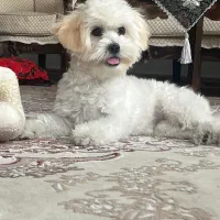 مالتیز‌۷ ماهه